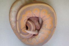 Python-regius--Banana--Cinnamon--Orange-Dream