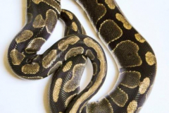 Python-regius---Female