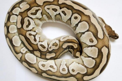 Python-regius---Lesser-Platinum---Female