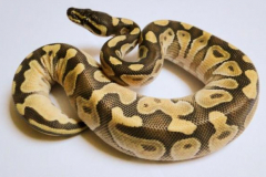 Python-regius---Mochi---Male-