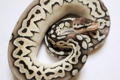 Python-regius---Pewter---Male