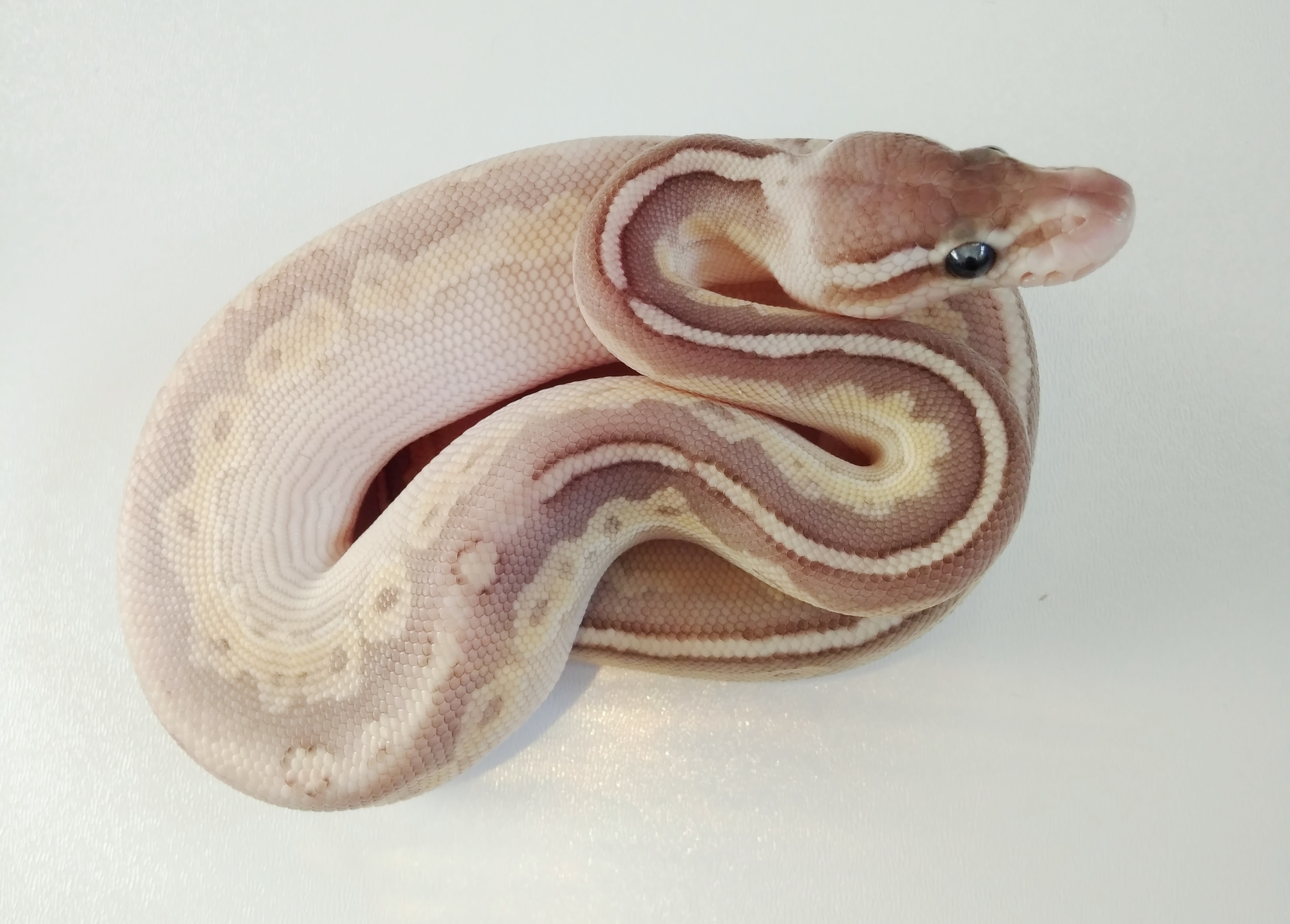 2 Lesser Cinnamon Pastel – SPRZEDANY